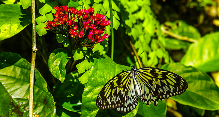 Fairchild Tropical Gardens