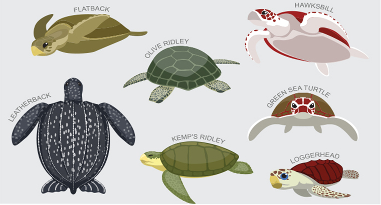 Types Of Sea Turtles Chart