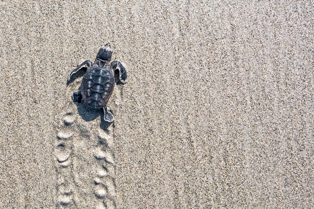 Up Close with Miami’s Sea Turtle Hatchlings