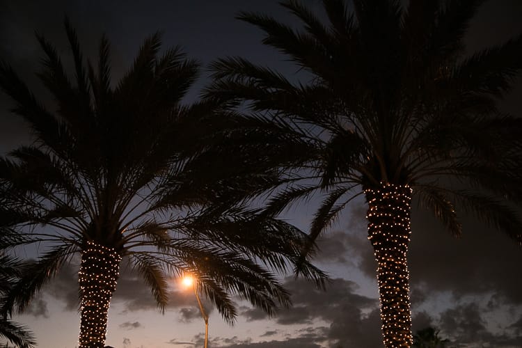 Palms Lighting