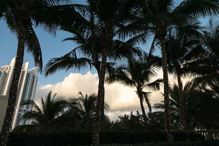 Palm Trees