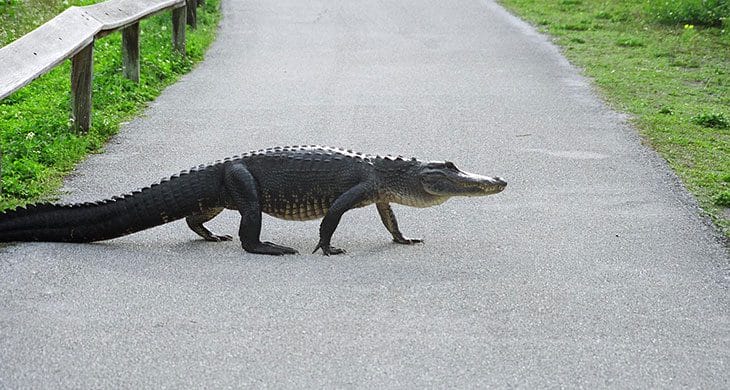 Alligator Everglades