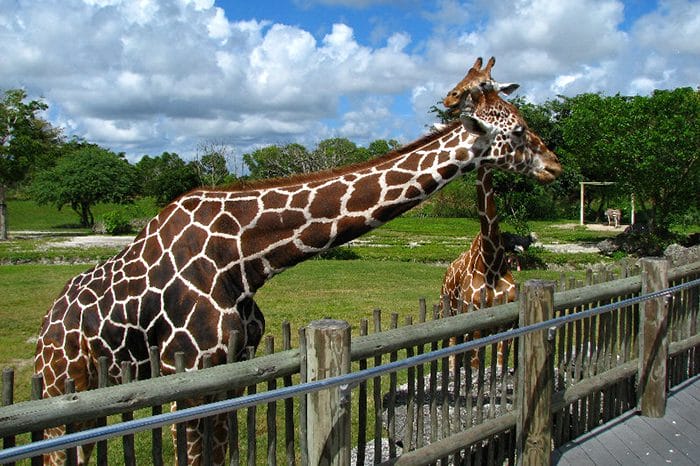 Zoo Miami