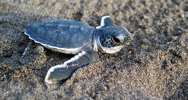 Sea Turtle Florida