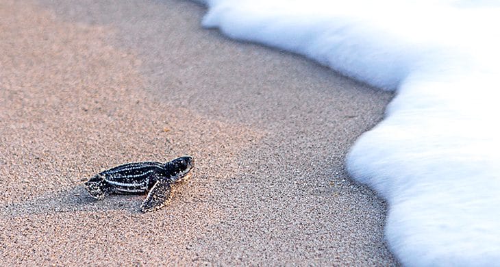Sea Turtle Hatchling