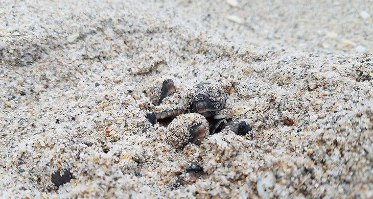 Sea Turtle Hatchlings