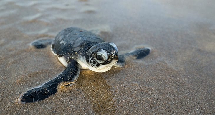 Sea Turtle Hatchling