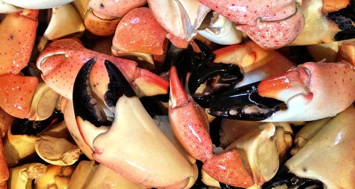 Stone crab claws