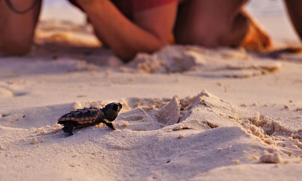 Sea Turtle Season