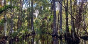 Explore the Everglades in Luxury: Acqualina’s New Acqua Experience Adventure image